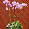 A beauty, featuring a trio of Phalaenopsis orchid plants with spikes showcasing