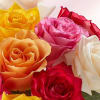 Step into a world of vibrant beauty and endless possibilities with the