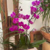 The Phalaenopsis Orchid, known as the &quot;Moth Orchid,&quot; symbolizes refinement, beauty, and
