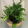 A variety of fresh green plants create a beautiful dishgarden in a