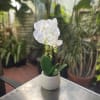 Elevate your surroundings with the understated beauty of our Artificial 13&quot; White
