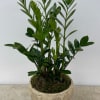 Elevate your space with the earthy elegance of the ZZ Plant (Zamioculcas