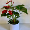 The &ldquo;flowers&rdquo; of the Anthurium are some of the longest-lasting on earth