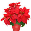 Holiday poinsettia with red flowers