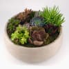 Own your little &ldquo;garden&rdquo; with this stunning assortment of succulents. Planted in