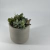 Own your little &ldquo;garden&rdquo; with this stunning assortment of succulents. Planted in