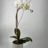 Elegant, timeless and versatile, the Phalaenopsis orchid is perfect gift for any