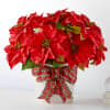 Get your poinsettia now for the holiday season. These bold red flowers