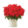 Beautiful Poinsettia is a Perfect plant for decorating your home 