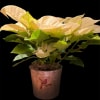 Tis the season for the traditional poinsettia. What is a Christmas without