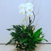 DELUXE ORCHID GARDEN PLANTER IN CERAMIC DISH BY TWIN TOWERS FLORIST

