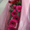 Beautiful &quot;sunshine&quot; Gerbera daisy assorted colors in a box (2 sizes available: