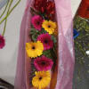 Beautiful &quot;sunshine&quot; Gerbera daisy assorted colors in a box (2 sizes available:
