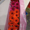 Beautiful &quot;sunshine&quot; Gerbera daisy assorted colors in a box (2 sizes available: