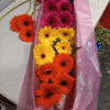 Beautiful &quot;sunshine&quot; Gerbera daisy assorted colors in a box (2 sizes available: