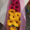 Beautiful &quot;sunshine&quot; Gerbera daisy assorted colors in a box (2 sizes available: