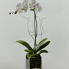 White Phalaenopsis Orchid planted in a cube 