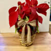 Medium size poinsettia plant
On basket