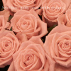 We will design your dozen, two dozen, three or more dozen roses