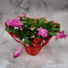 This is an adorable 4 inch potted Christmas cactus that is decorated