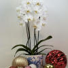 This fabulous Orchid with two stems comes in a ceramic vase with