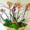 A long narrow bowl of orchid plants. Multi colored or customer can