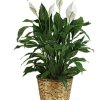 Beautiful sympathy peace lily