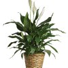 Beautiful sympathy peace lily