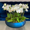 Baby tulips by Jardin De Laazati
Each arrangement recreated this item description will