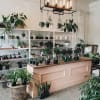 Allow us choose our prettiest mixed green house plant garden or green