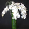 Transform your space with the timeless beauty of Cascading Phalaenopsis Orchids from