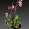 Smooth river rocks add a Zen vibe to these feng shui-friendly orchid