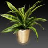 Dracaena reflexa is a popular houseplant with origins in Madagascar and other