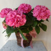 12 Months Subscription - Seasonal Plant of designers choice