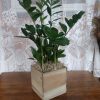 12 Months Subscription - Unique Plant of designers choice.