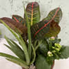 Small dish Garden with assorted plants 