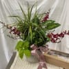 A variety of green plants in a container. Photo is a sample.