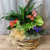 Send a little garden to somebody. A mix of flowering plants and
