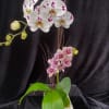 Two orchids in one.