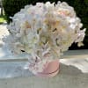 A Dance of Delicate Elegance: White Phalaenopsis Orchids, Pink Cymbidium Orchid, White