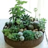 Mix of plants 