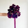 Purple Anenomes