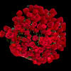 200 Long Stem Red Roses Bouquet, in a custom modern design. 