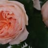Juliet garden roses 