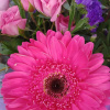 Surprise, surprise - with Chaney&acute;s Magic Pink Purple! Carefully designed with eucalyptus