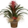 A plant with a cool shape, bright color, that works as an