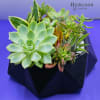 A variety of succulents and select cacti beautifully enmeshed in a matte