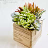 Treat someone dope with a box of dope little succulents 