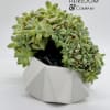 A bonsai ghost succulent like you have never seen before . Conversation