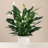 Offer unspoken words of comfort, hope and peace. Our creamy white ceramic